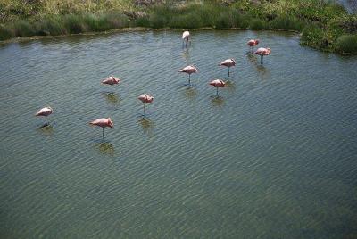 Wetlands Walking Tour in Isabela Island