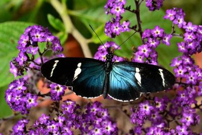 Mindo's Top Attractions Pass (Save 10% on Tickets!)