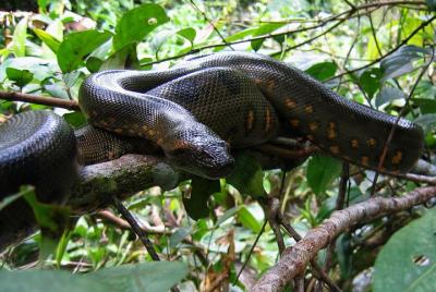 Cuyabeno Program 3 days 2 nights Cuyabeno Program 3 days 2 nights