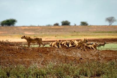 2 DAYS TSAVO EAST SAFARI OFFER (minimum 2 pax)