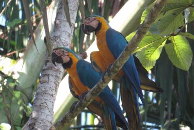 4 Days at the Cuyabeno Waita Lodge 4 Days at the Cuyabeno Waita Lodge