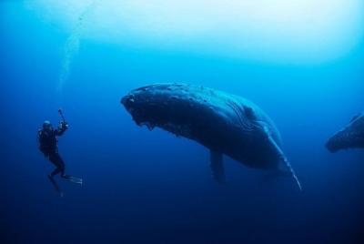 Diving tour to La Plata island and whales watching Diving tour to La Plata island and whales watching