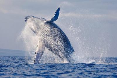 Snorkeling tour and whales watching - Machalilla National Park Snorkeling tour and whales watching - Machalilla National Park