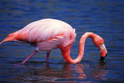 Isabela Island Wetlands Walking Tour Isabela Island Wetlands Walking Tour