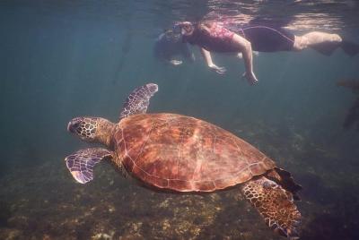 Explore Tintoreras Islet from Isabela in Galapagos Islands - Half Day Tour Explore Tintoreras Islet from Isabela in Galapagos Islands - Half Day Tour