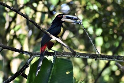 Birdwatching Mindo Tour