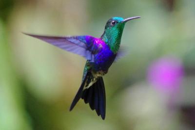 Mindo Zip Lining, Butterfly Farm and The Hummingbirds Shared Tour Mindo Zip Lining, Butterfly Farm and The Hummingbirds Shared Tour