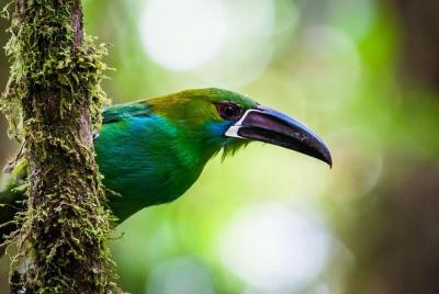 Ecuador Gateway 5 Days Tour