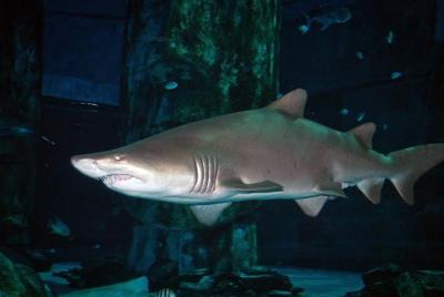 SEA LIFE Istanbul General Admission SEA LIFE Istanbul General Admission