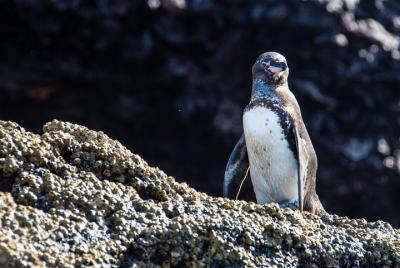 Bartolome island on board of Sea Lion Yacht (daily tour)