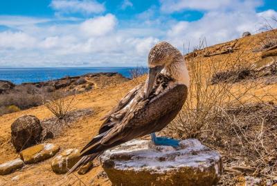 North Seymour island & Bachas Beach on board of Sea Lion Yacht (daily tour)