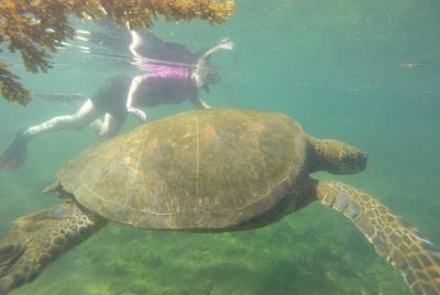 6-Day in Santa Cruz & Isabela Islands Galapagos Land-based/Low budget 