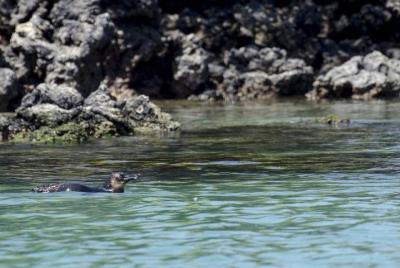 Isabela Island Explorer 2 Days -1 Night