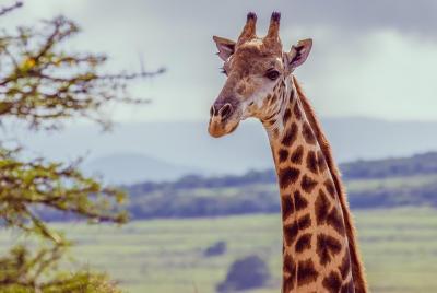 Giraffe Walk and Buffalo Experience Combo Giraffe Walk and Buffalo Experience Combo