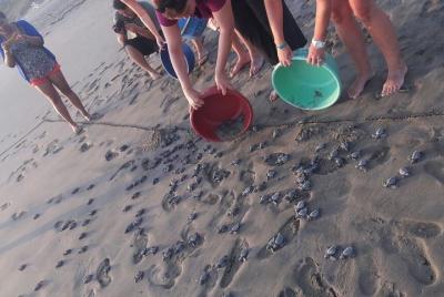 Ixtapa Zihuatanejo Baby Turtle Release Ixtapa Zihuatanejo Baby Turtle Release