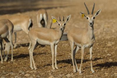 Skip the Line: Al Ain Zoo & Entry Ticket to Al Ain Wildlife Park  Skip the Line: Al Ain Zoo & Entry Ticket to Al Ain Wildlife Park