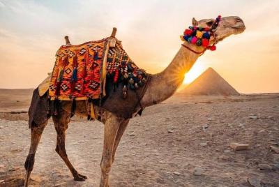 Pyramids camel ride sunrise Pyramids camel ride sunrise