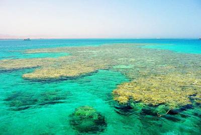 Tiran Island by boat from Sharm El Sheikh