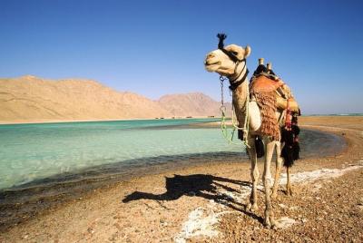 1-Hour Camel Safari to Blue Lagoon Beach from Dahab 1-Hour Camel Safari to Blue Lagoon Beach from Dahab