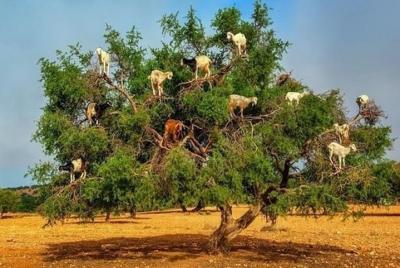 Goats climbing the trees  Goats climbing the trees