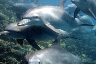 Dolphin House Sea Trip - HURGHADA  Dolphin House Sea Trip - HURGHADA