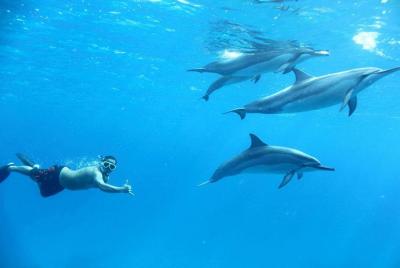 Excursions Dolphin House Snorkel Sea - Hurghada Excursions Dolphin House Snorkel Sea - Hurghada