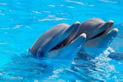 Cheap trip: a dolphin trip in Hurghada. Cheap trip: a dolphin trip in Hurghada.