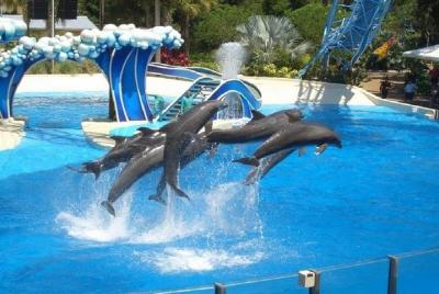 hurghada swimming with dolphins snorkeling tour lunch