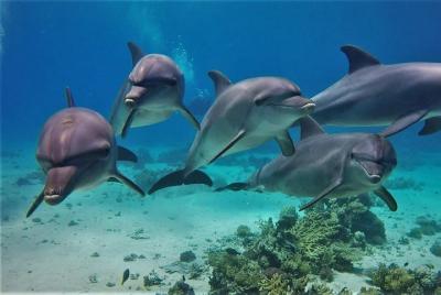 Dolphin House Snorkeling VIP Sea Trip & Water Soprts - Hurghada