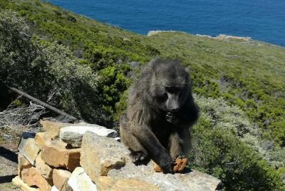 Cape of Good Hope and Penguin Group Tour Cape of Good Hope and Penguin Group Tour