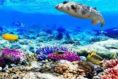 Ras Muhammad National Park: Snorkeling Tour with White Island Ras Muhammad National Park: Snorkeling Tour with White Island