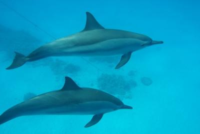Dolphin House Sataya Reef Full Day Snorkel Trip - Marsa Allam