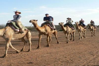Camel Riding Marsa Alam Day Tour