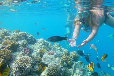 Full Day Coral Garden Amazing Snorkeling Sea Trip With Lunch - Ma