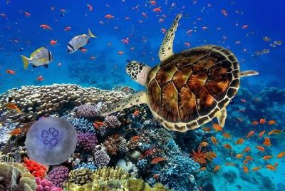 Coral Garden Amazing Snorkeling Sea Trip With Lunch and Transfer  Coral Garden Amazing Snorkeling Sea Trip With Lunch and Transfer