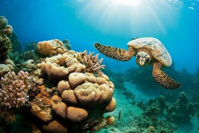 Coral Garden Amazing snorkel sea excursion - Marsa Alam Coral Garden Amazing snorkel sea excursion - Marsa Alam