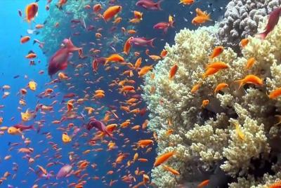 Sharm El luli Snorkeling Tours