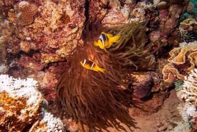 One dive at the house reef in utopia bay