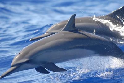 Hamata & Qulaan Islands Snorkeling Sea Trip With Lunch and Transf