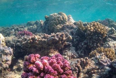 Marsa Alam Tours To Sharm El Luli Snorkeling Tours