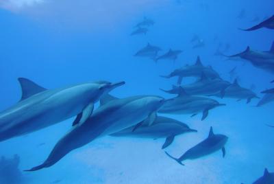 Dolphin house Satayeh reef snorkel sea excursion - Marsa Alam