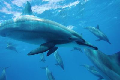 Swim With Dolphin in Satayeh Reef Snorkeling Sea Trip - Marsa Ala