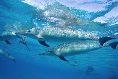 Full Day Dolphin House Satayeh Reef Snorkeling Sea Trip - Marsa A