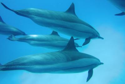 Swim With Dolphin in Satayeh Reef Snorkeling Sea Trip - Marsa Ala