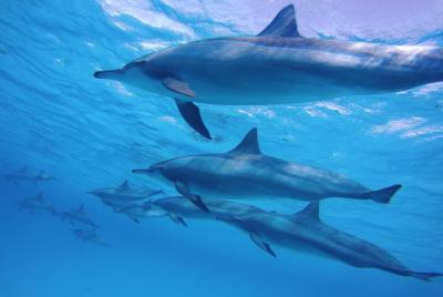 Swim With Dolphin in Satayeh Reef Snorkeling Sea Trip - Marsa Ala Swim With Dolphin in Satayeh Reef Snorkeling Sea Trip - Marsa Ala