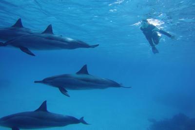 Full Day Dolphin house Snorkeling and Water Sports & Lunch - Hurg