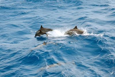 Special Dolphin House Royal VIP Snorkeling Sea Trip With Seafood  Special Dolphin House Royal VIP Snorkeling Sea Trip With Seafood