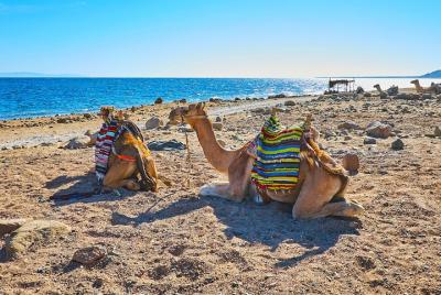 Private 5 in 1 Desert Adventure in Sharm El-Sheikh with Pickup