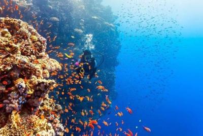 Ras Mohamed Snorkeling By Bus In Sharm El Sheikh   Ras Mohamed Snorkeling By Bus In Sharm El Sheikh
