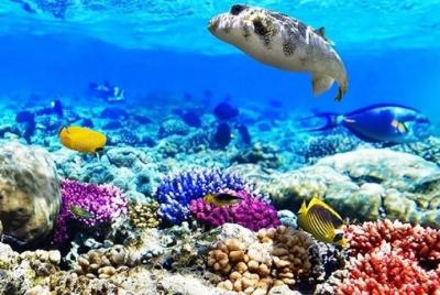 Ras Muhammad National Park: Snorkeling Tour with White Island Ras Muhammad National Park: Snorkeling Tour with White Island